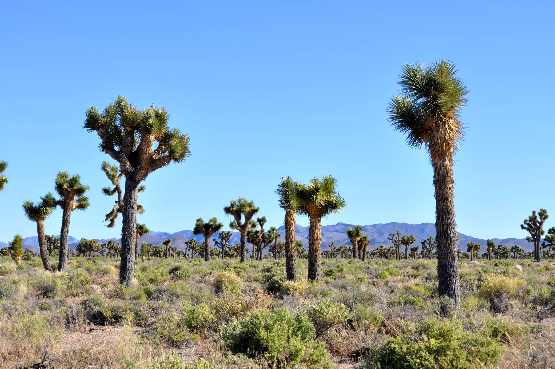 Bus Tour from Las Vegas with Adventure Photo Tours | Show Option