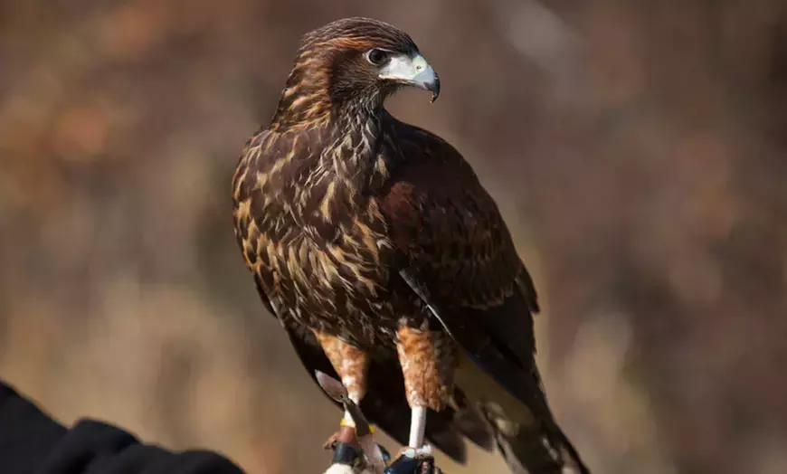 Up to 50% Off on Falconry at New England Falconry - Primary Image