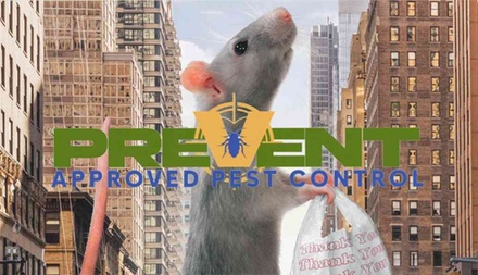 Rodent Treatment Including Rats, Interior Pest-Control Treatment for Up to Five Rooms - Approved Pest Control