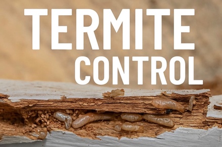 Termite Inspection — Full Exterior & Interior - Impressive Exterminating Pest Control