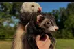 Exclusive Wildlife Adventure: VIP Sunset Tour w/ Exotic Animal Feeding, Complimentary Drink & Souvenir Glass - Second Medium