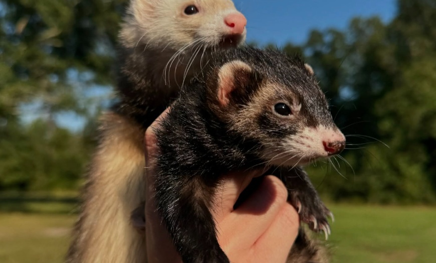 Image 3: Exclusive Wildlife Adventure: VIP Sunset Tour & Exotic Animal Feeding 