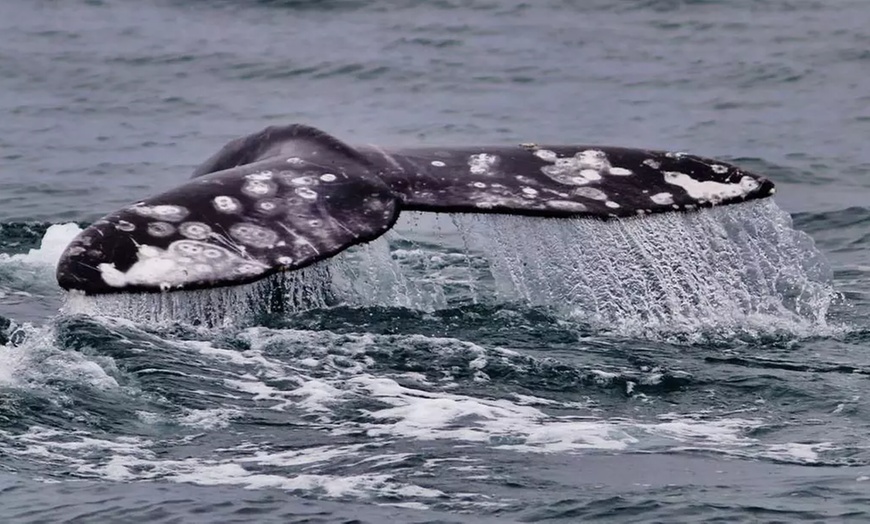 Image 2: Embark on a Whale-Watching Cruise for One, Two or Four people