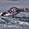 Image 2: Embark on a Whale-Watching Cruise for One, Two or Four people