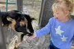 Visit Rooterville Animal Sanctuary: General Admission for One, Two, or Four People (Up to 33% Off) - Second Medium