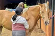 Master Equestrian Skills: Six Weeks of Group Horsemanship Lessons at Cornerstone Equine Services - Second Medium
