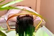 Up to 38% Off on Scalp Care, Foot Spa, Ear Picking, and Massage at Head Spa Shop (山东老李) - Second Medium