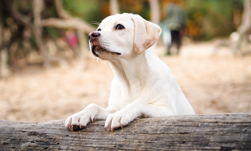 Image 5: Tot 50% korting op  bij Captures by Kayleigh