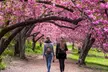 Up to 60% Off on 60-Minute Cherry Blossom Photography in Central Park at Dmitry City Frames - Second Medium