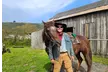 Horse Back Riding Lessons for 1-4 People w/ Expert Guide in Moss Beach, CA - Up to 36% Off - Second Medium
