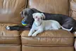 Up to 34% Off on Pet Sitter / Dog Walker at DSM Pet Care Club - Second Medium