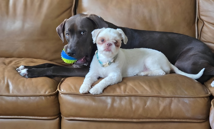 Image 3: Up to 41% Off on Pet Sitter / Dog Walker at DSM Pet Care Club