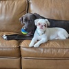 Image 3: Up to 34% Off on Pet Sitter / Dog Walker at DSM Pet Care Club