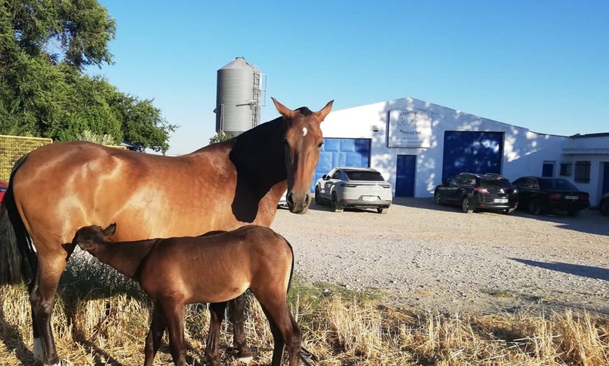 Image 10: Paseo a caballo en entorno natural para cualquier nivel (hasta 4 pax.)