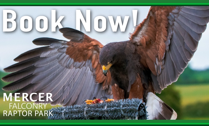Image 9: Enjoy a 1/2 Hr Falconry Experience for all ages 4+ at Mercer Falconry