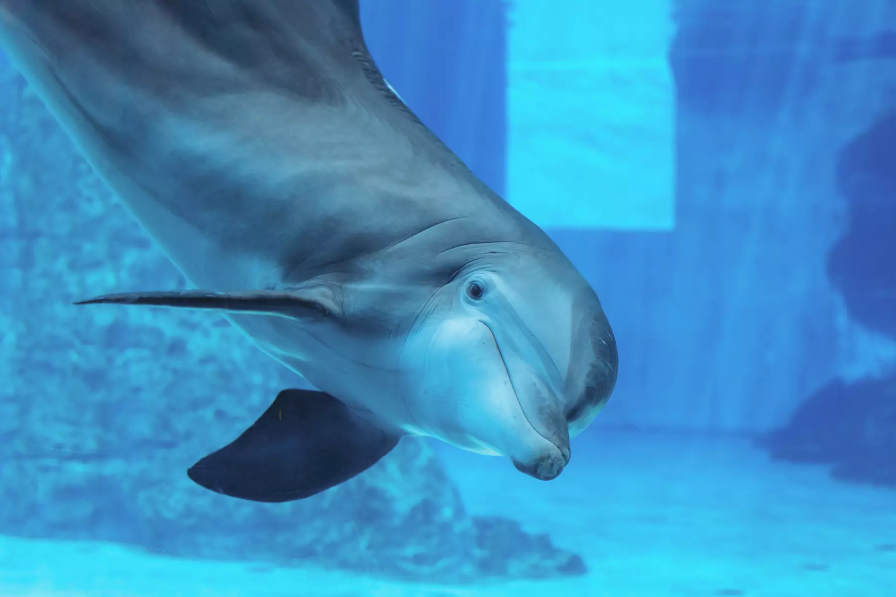 Clearwater Marine Aquarium Ticket Deals & Discounts - Up to 15% Off