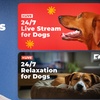 Image 5: Stream DOGTV for a Year or Enjoy a Free Month