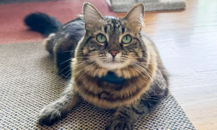 First Intro Meeting for Expert Cat Sitting