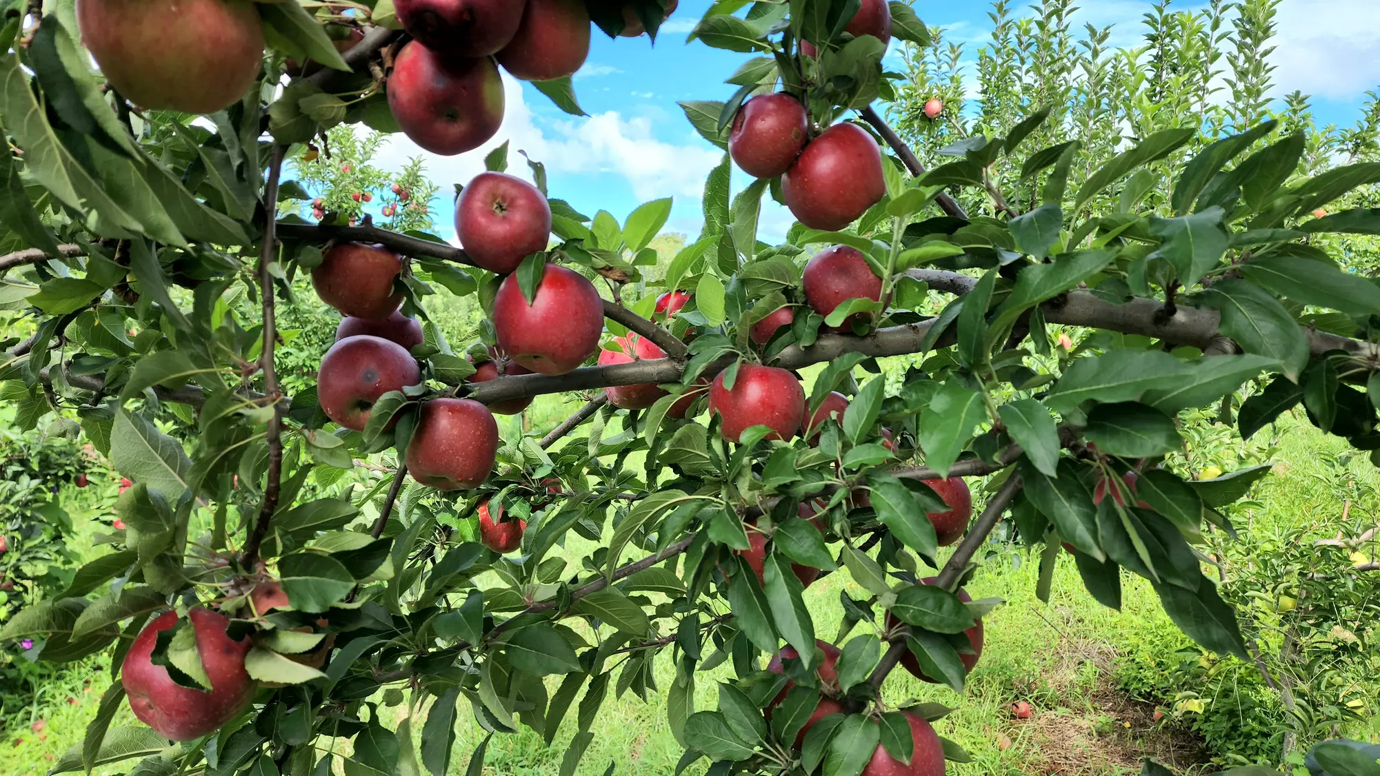 Up to 36% Off on Apple Picking at Peaks of Otter Winery - Second Medium