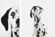 Memories By Marie Photography offers a 30-minute Studio Session Capturing Your Pet's Personality (Up to 55% Off) - Second Medium