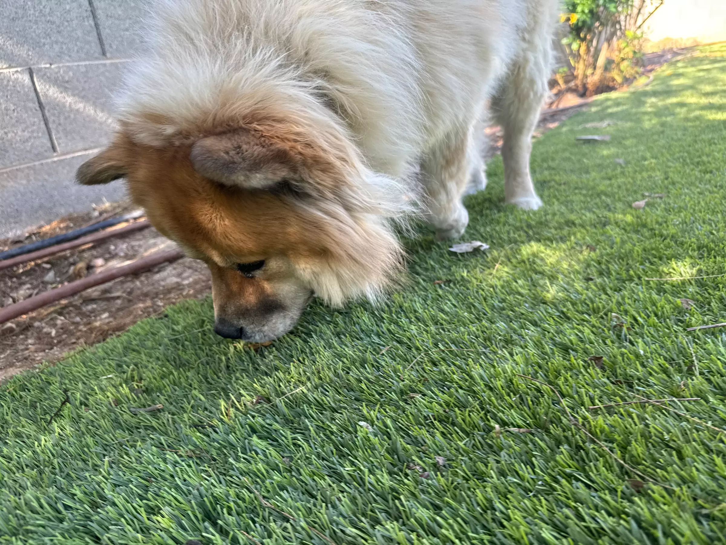 Choice of Pet Boarding or Daycare Service Packages