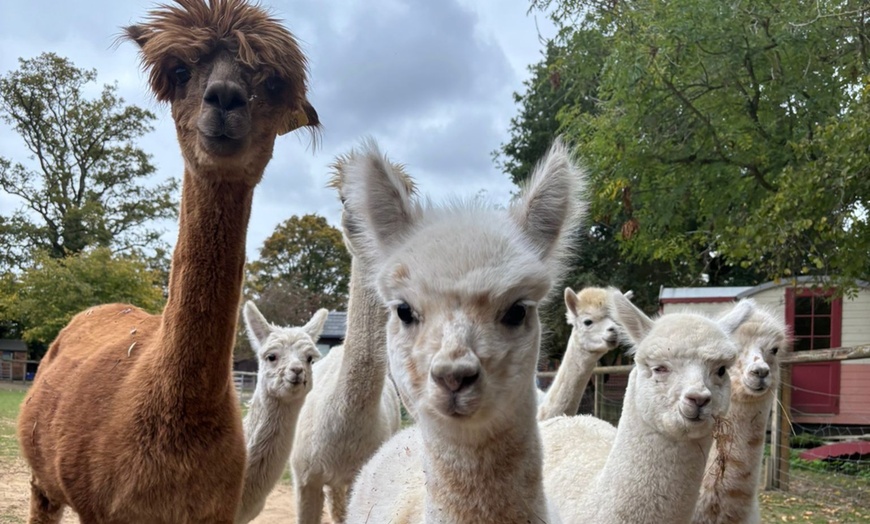Image 8: Alpaca Farm Experience at Pennybridge Meet, Feed & Learn About Alpacas  