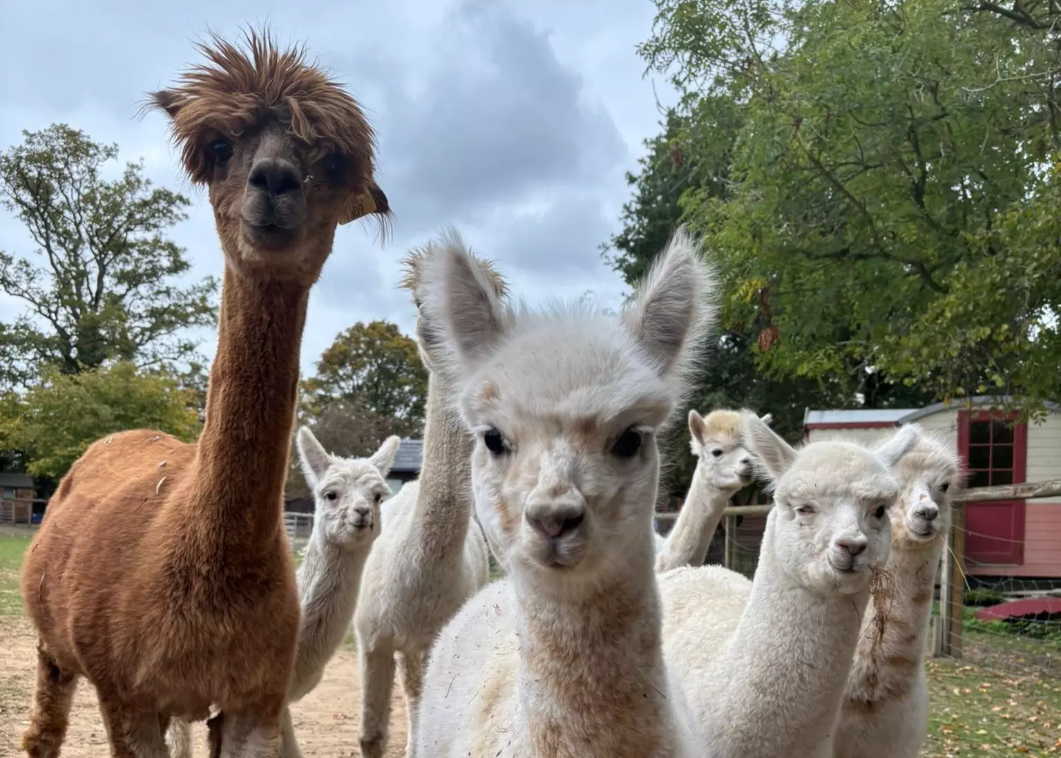 Alpaca Farm Experience at Pennybridge Meet, Feed & Learn About Alpacas