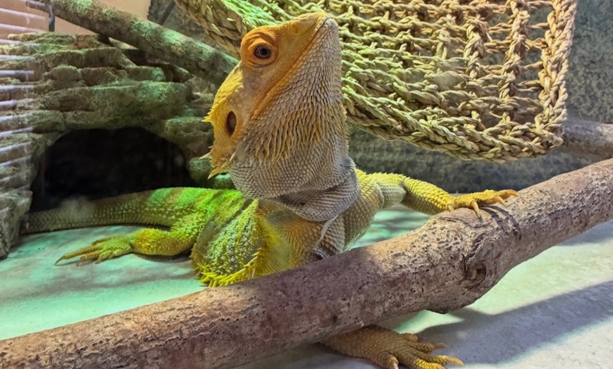 Image 9: Exclusive Wildlife Adventure: VIP Sunset Tour & Exotic Animal Feeding 