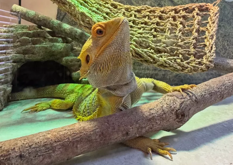 Exclusive Wildlife Adventure: VIP Sunset Tour & Exotic Animal Feeding