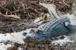 Miami Beach & Art Deco District Cruise for 1 or 2 / Airboat Tour Everglades at Sunny Miami Tours (Up to 52% Off) - Second Medium