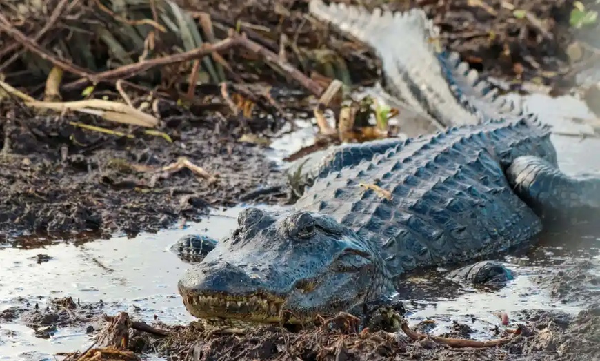 Image 5: Miami Beach & Art Deco District Cruise for 1 or 2 / Airboat Tour Everglades at Sunny Miami Tours (Up to 52% Off)
