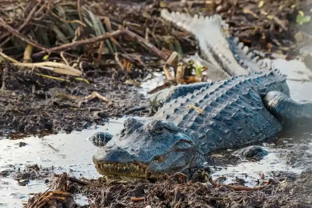 Miami Beach & Art Deco District Cruise or Airboat Tour Everglades