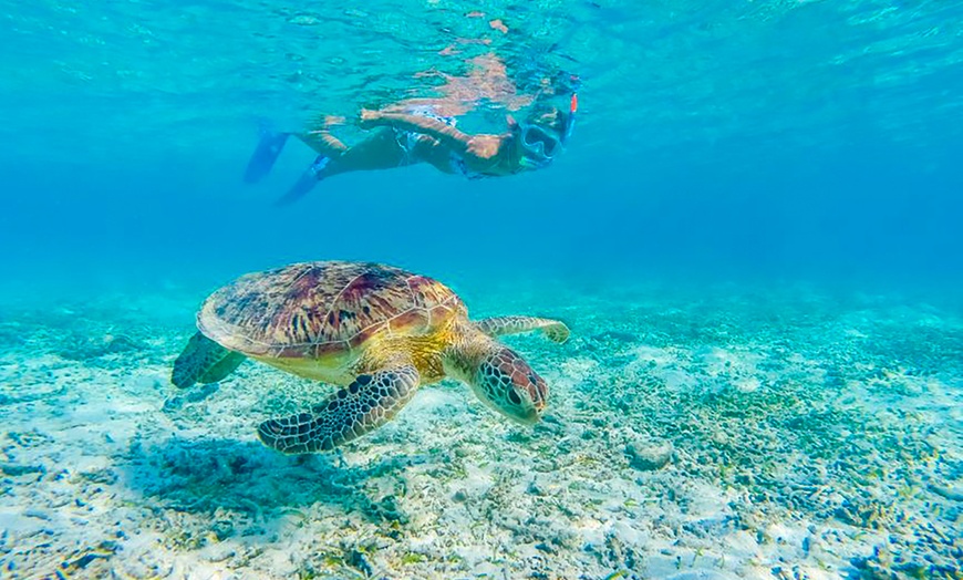 Image 1: Waikiki's Turtle Snorkeling Boat Cruise at Waikiki Snorkel Company
