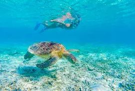 Waikiki's Turtle Snorkeling Boat Cruise in Honolulu, HI