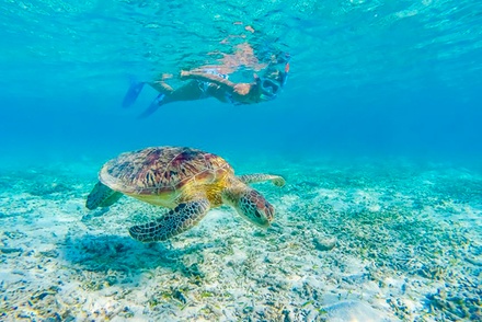 Two Hour Turtle Snorkeling Adventure for One - Waikiki Snorkel Company