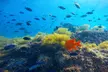 Discover Underwater Reefs: 1 Full-Day Snorkel Rental with Optional Wetsuit For 1 or 2 at La Jolla Outpost. Save Upto 34% - Second Medium