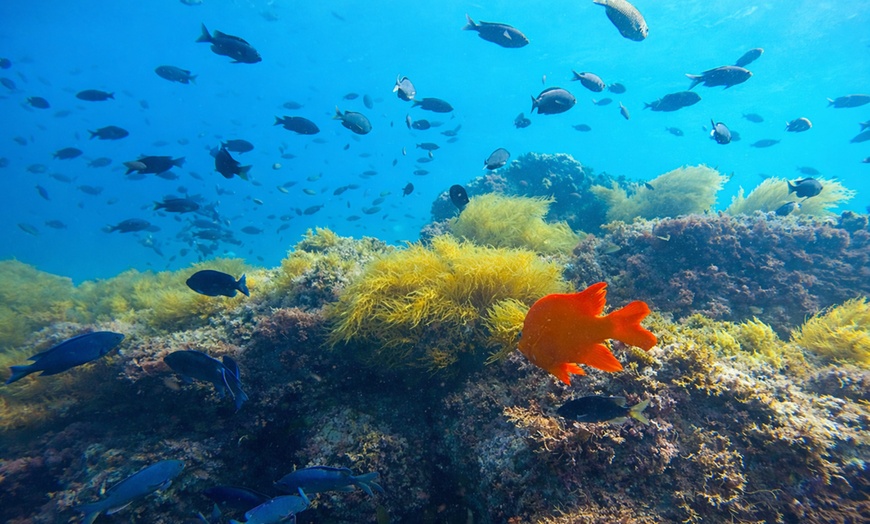 Image 5: Explore One Full-Day Snorkel Rental with Choice of Wetsuit for 1 or 2 