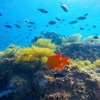 Image 5: Explore One Full-Day Snorkel Rental with Choice of Wetsuit for 1 or 2 