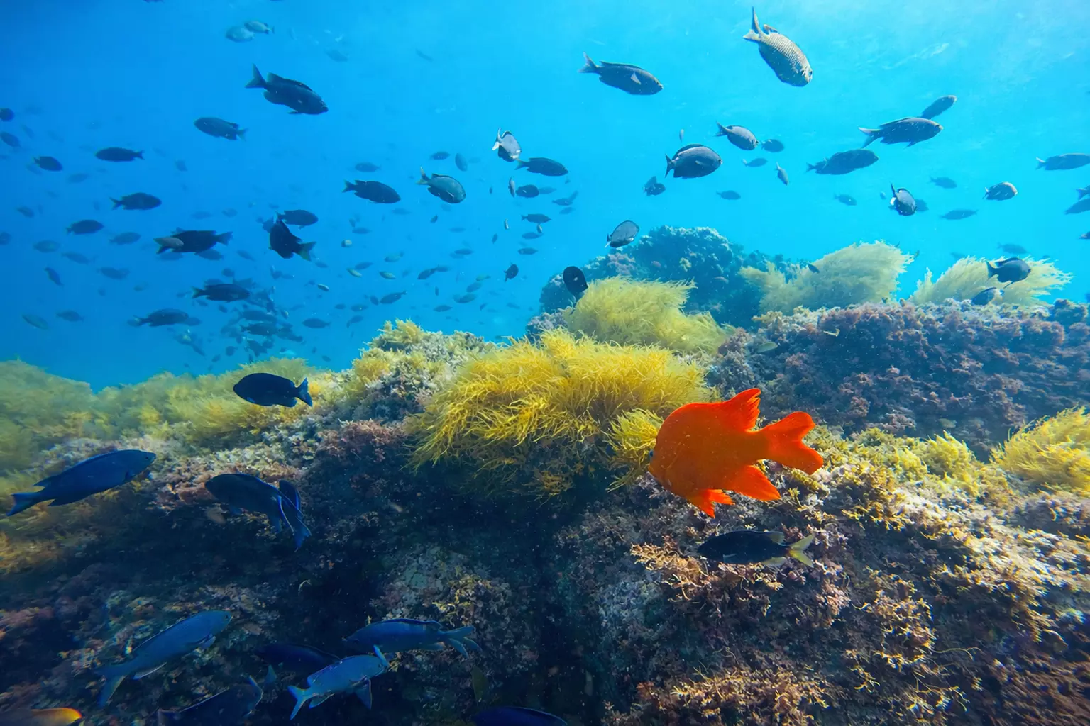 Explore One Full-Day Snorkel Rental with Choice of Wetsuit for 1 or 2