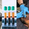 Image 4: Transform Your Hair with One or Three PRP Hair Restoration Sessions