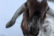 Connect with Nature: Enjoy a Joyful, Hands-On Goat Experience - Second Medium