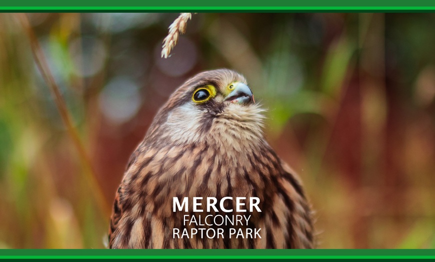 Image 5: Enjoy a 1/2 Hr Falconry Experience for all ages 4+ at Mercer Falconry
