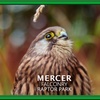 Image 5: Enjoy a 1/2 Hr Falconry Experience for all ages 4+ at Mercer Falconry