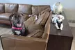Up to 34% Off on Pet Sitter / Dog Walker at DSM Pet Care Club - Second Medium