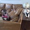 Image 5: Up to 34% Off on Pet Sitter / Dog Walker at DSM Pet Care Club