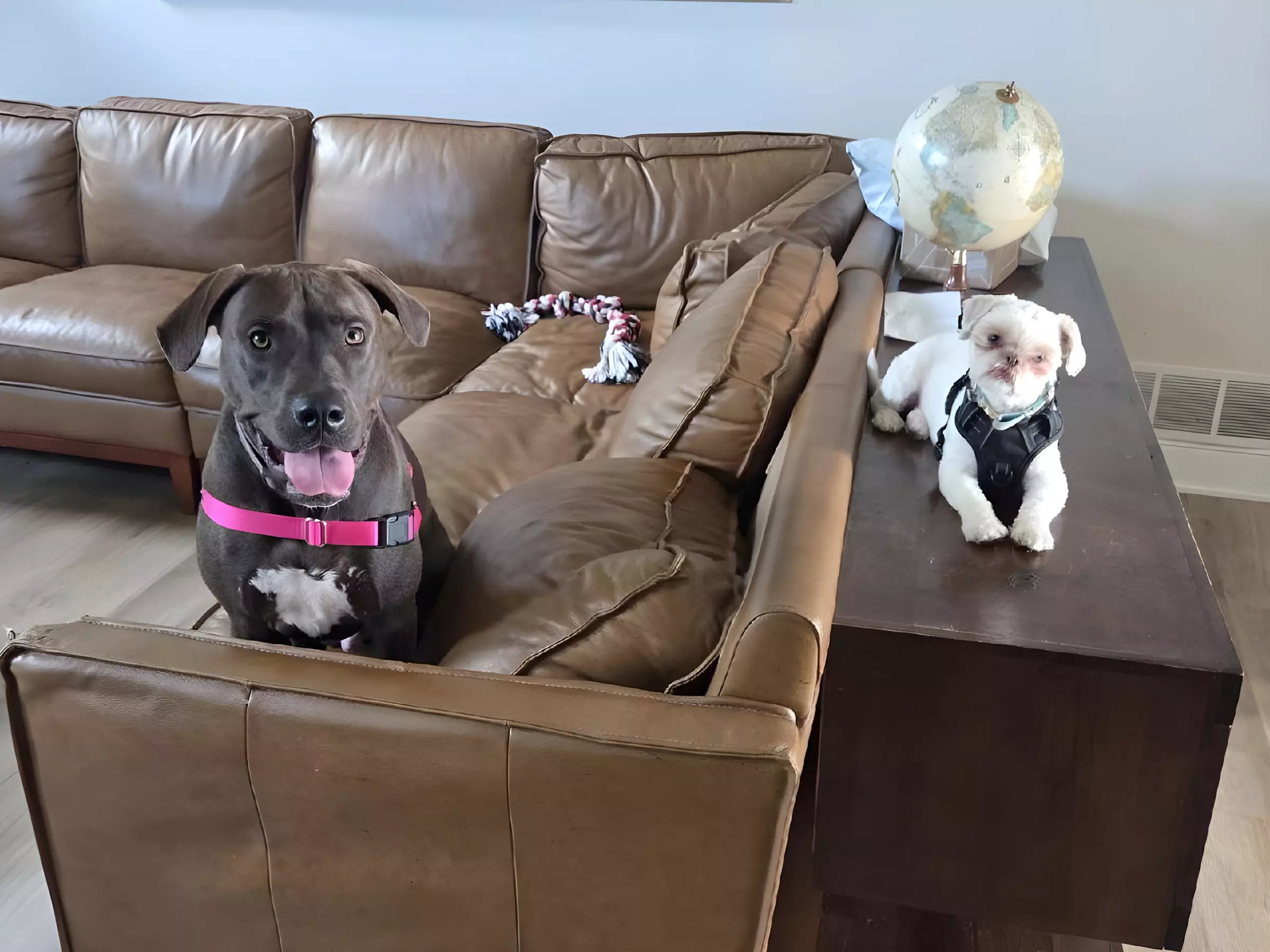 Up to 34% Off on Pet Sitter / Dog Walker at DSM Pet Care Club