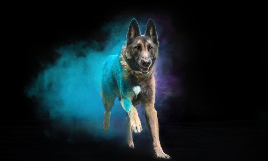 Image 6: 30 Min. Holi-Fotoshooting inkl. 3 - 5 Bilder