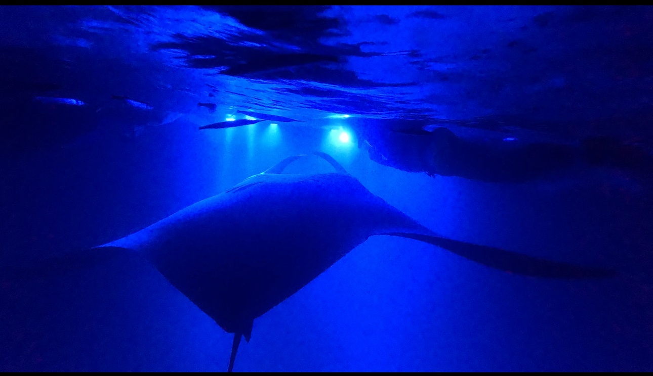 Enjoy 2 hour Manta Tour (45 Minutes Water Time for up to 6 People at Kona Mantas(Up To 38% Off)