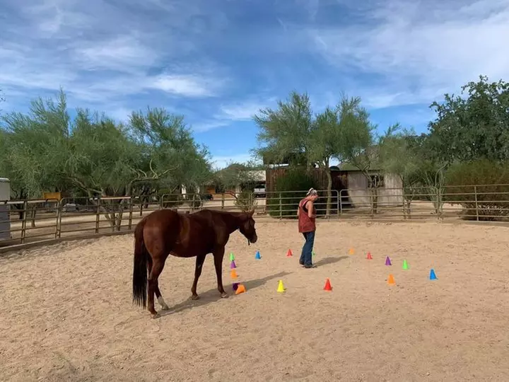 Explore Equine Guided Healing with Group and Individual Sessions