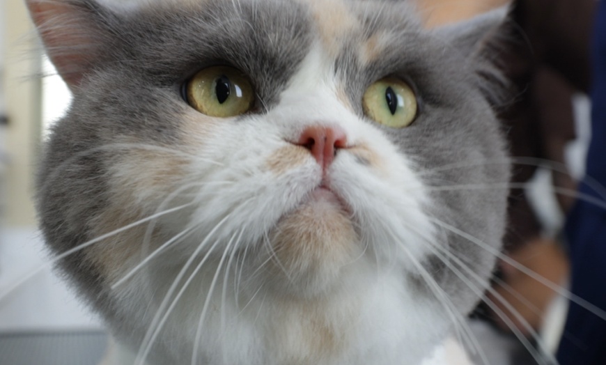 Image 2: Full Grooming for Furry Friends - Cat, Small, or Medium Dog